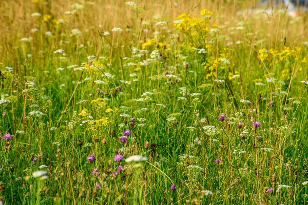 Abstraktes Grünes Gras Laub Textur Sommer Wiese Mit Natürlicher Textur — Stockfoto