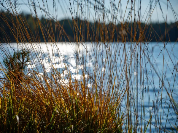 植物の後ろの青い秋の湖の水のスポット反射 輝く水が落ちる — ストック写真
