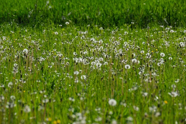 夏草草甸中天然质感提取绿草叶质感 — 图库照片