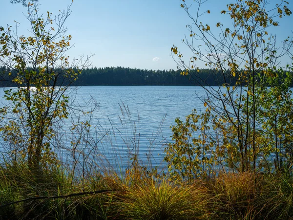 여름에는 드넓은 호수가 작용을 과푸른 나무들이 — 스톡 사진