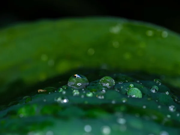 Gouttes Rosée Eau Douce Sur Feuillage Vert Feuilles Macro Shot — Photo