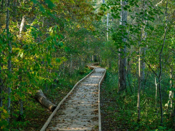Régi Nedves Fából Készült Gyalogút Mély Zöld Erdőben Természet Perspektívája — Stock Fotó