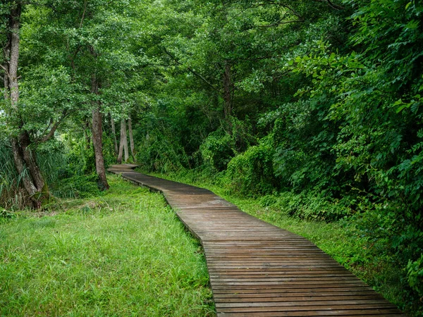 Stara Mokra Drewniana Ścieżka Spacerowa Głębokim Zielonym Lesie Perspektywa Natury — Zdjęcie stockowe