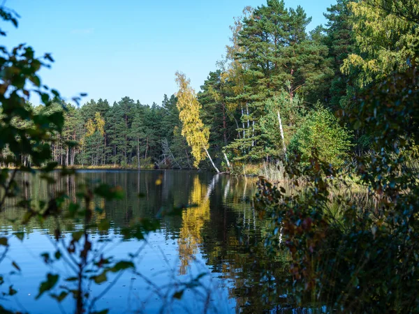 Заміське Лісове Озеро Влітку Глибокою Блакитною Водою Відображенням Зеленими Деревами — стокове фото