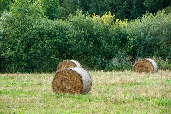 rolls of dry hay in green summer meadow packed for animal feed in winter