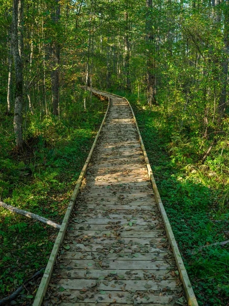 Old Wet Wooden Footpath Walkway Deep Green Forest Perspective Nature — Stock Photo, Image