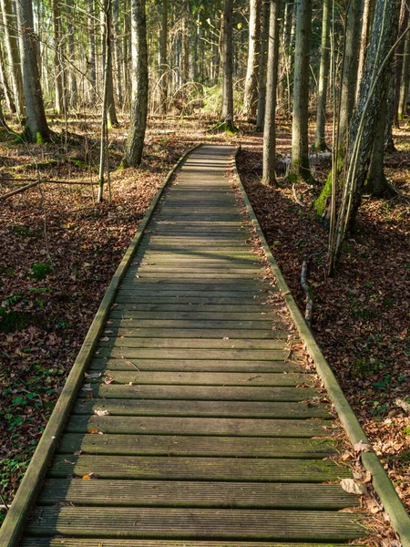 Starý Mokrý Dřevěný Chodník Hlubokém Zeleném Lese Perspektiva Přírodě — Stock fotografie