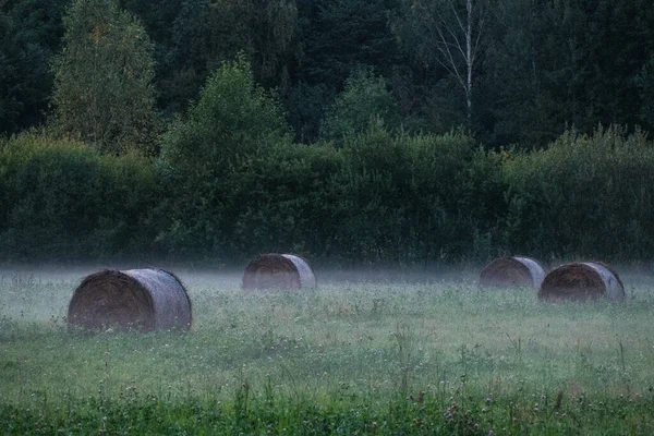 rolls of dry hay in green summer meadow packed for animal feed in winter