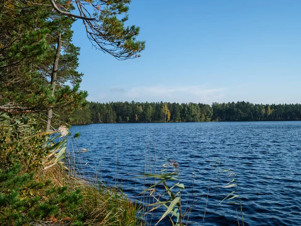 Загородное Лесное Озеро Летом Глубокой Голубой Водой Отражениями Зелеными Деревьями — стоковое фото