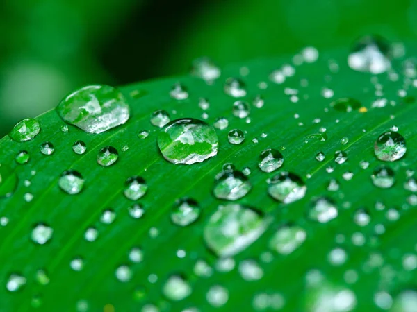 Fresh Water Dew Drops Green Foliage Leaves Macro Shot Dark — Stock Photo, Image