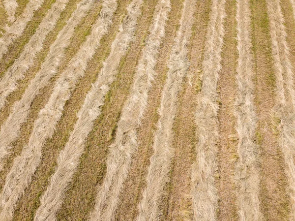 上から農業分野です 秋のドローン画像です 牧草地の干し草の残りもの — ストック写真