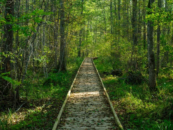 Stara Mokra Drewniana Ścieżka Spacerowa Głębokim Zielonym Lesie Perspektywa Natury — Zdjęcie stockowe
