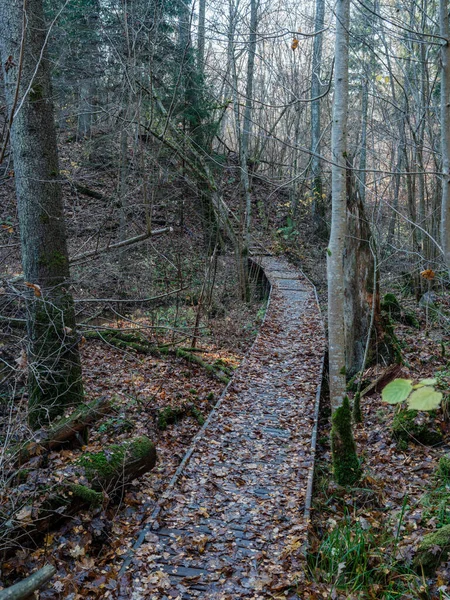 Old Wet Wooden Footpath Walkway Deep Green Forest Perspective Nature — Stock Photo, Image