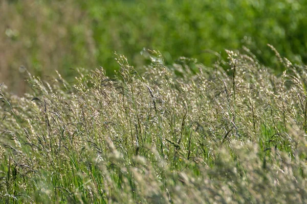 夏草草甸中天然质感提取绿草叶质感 — 图库照片