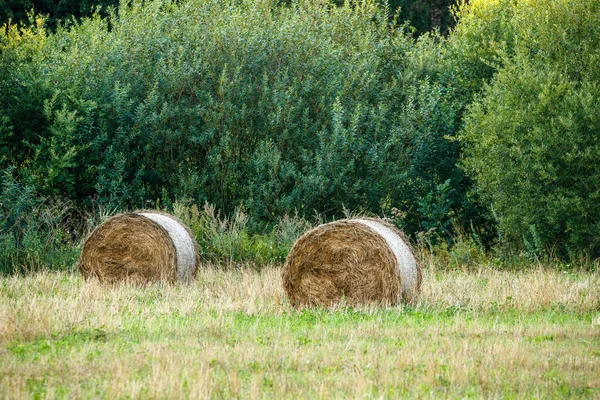 rolls of dry hay in green summer meadow packed for animal feed in winter