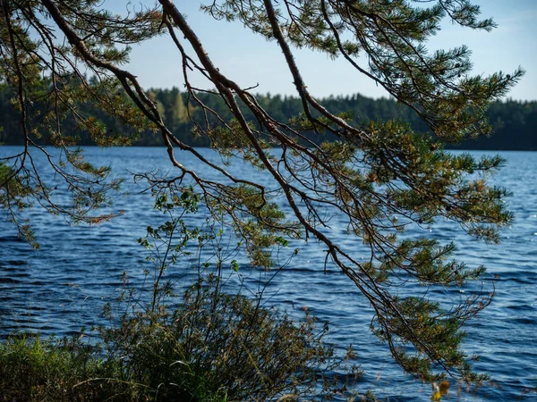 여름에는 드넓은 호수가 작용을 과푸른 나무들이 — 스톡 사진