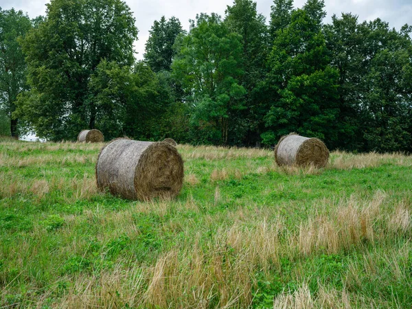 rolls of dry hay in green summer meadow packed for animal feed in winter