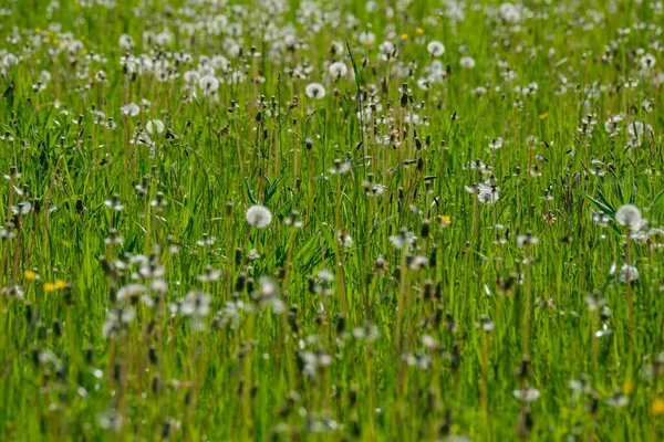 Soyut Yeşil Çimen Yaprağı Dokusu Doğal Desenli Yaz Otlağında — Stok fotoğraf