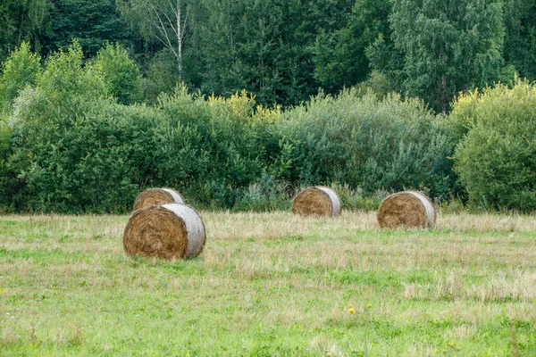 rolls of dry hay in green summer meadow packed for animal feed in winter