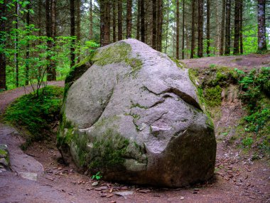Büyük kayalar yeşil yaz ormanlarında ağaçların altında yosunlarda saklanıyor.