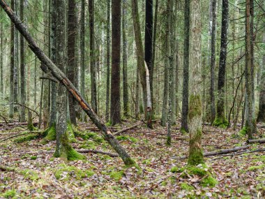 Doğal ormandaki soyut ağaç gövdesi dokusu duvarı. Yerde eski yapraklar var.