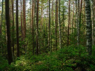 Doğal ormandaki soyut ağaç gövdesi dokusu duvarı. Yerde eski yapraklar var.