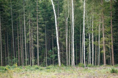 Yeşil yaz ormanında huş ağacı koruluğu. beyaz sandık duvarı