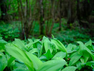 Orman doğasında yaz yeşili yaprak dokuları. soyut arkaplanlar