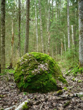 Büyük kayalar yeşil yaz ormanlarında ağaçların altında yosunlarda saklanıyor.