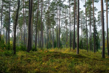 Doğal ormandaki soyut ağaç gövdesi dokusu duvarı. Yerde eski yapraklar var.