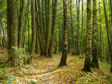 Doğal ormandaki soyut ağaç gövdesi dokusu duvarı. Yerde eski yapraklar var.