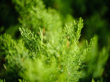 Orman doğasında yaz yeşili yaprak dokuları. soyut arkaplanlar