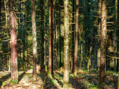 Doğal ormandaki soyut ağaç gövdesi dokusu duvarı. Yerde eski yapraklar var.