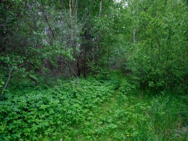 Orman doğasında yaz yeşili yaprak dokuları. soyut arkaplanlar