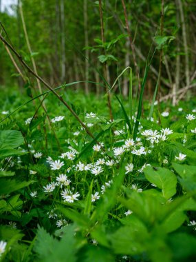 Orman doğasında yaz yeşili yaprak dokuları. soyut arkaplanlar