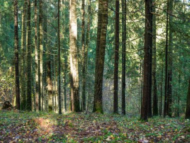 Doğal ormandaki soyut ağaç gövdesi dokusu duvarı. Yerde eski yapraklar var.