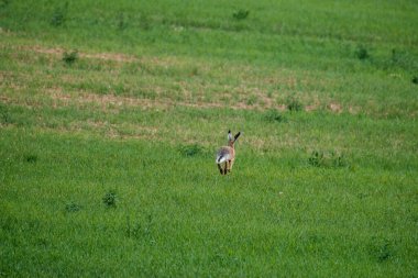Yaban tavşanı zıplıyor ve yeşil yazda çayırlarda saklanıyor.