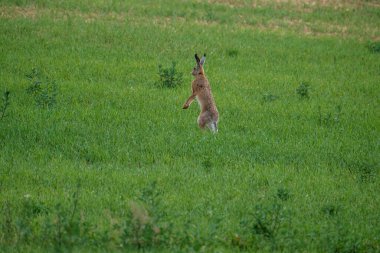 Yaban tavşanı zıplıyor ve yeşil yazda çayırlarda saklanıyor.