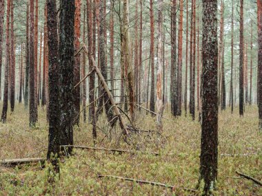 Doğal ormandaki soyut ağaç gövdesi dokusu duvarı. Yerde eski yapraklar var.