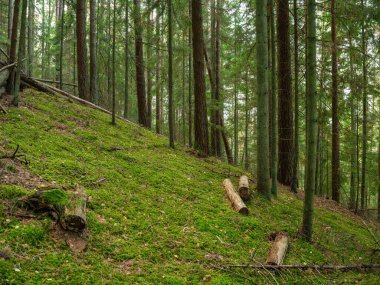 Doğal ormandaki soyut ağaç gövdesi dokusu duvarı. Yerde eski yapraklar var.