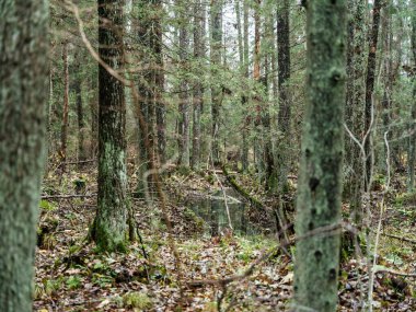 Doğal ormandaki soyut ağaç gövdesi dokusu duvarı. Yerde eski yapraklar var.