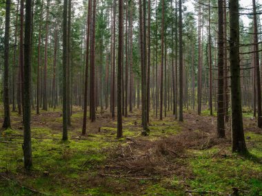 Doğal ormandaki soyut ağaç gövdesi dokusu duvarı. Yerde eski yapraklar var.