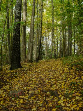 Doğal ormandaki soyut ağaç gövdesi dokusu duvarı. Yerde eski yapraklar var.