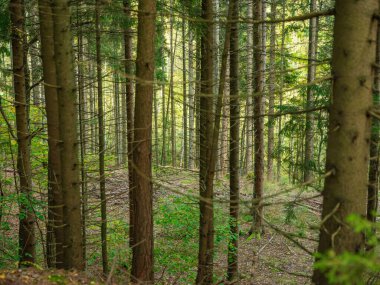Doğal ormandaki soyut ağaç gövdesi dokusu duvarı. Yerde eski yapraklar var.