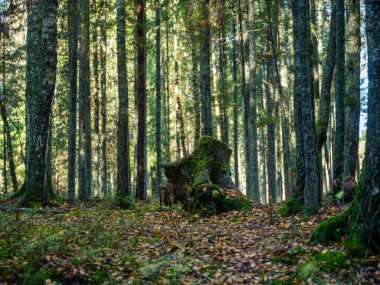 Doğal ormandaki soyut ağaç gövdesi dokusu duvarı. Yerde eski yapraklar var.
