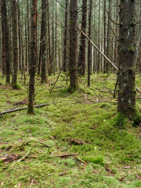 Doğal ormandaki soyut ağaç gövdesi dokusu duvarı. Yerde eski yapraklar var.