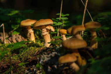Sonbaharda yeşil orman yatağında yetişen yabani mantarlar. güneşli bir gün