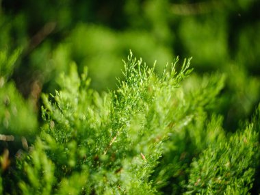 Orman doğasında yaz yeşili yaprak dokuları. soyut arkaplanlar