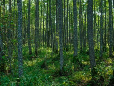 Doğal ormandaki soyut ağaç gövdesi dokusu duvarı. Yerde eski yapraklar var.