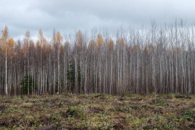 Doğal ormandaki soyut ağaç gövdesi dokusu duvarı. Yerde eski yapraklar var.